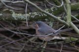 20160418_Westelijke Baardgrasmus_Wageningen_01